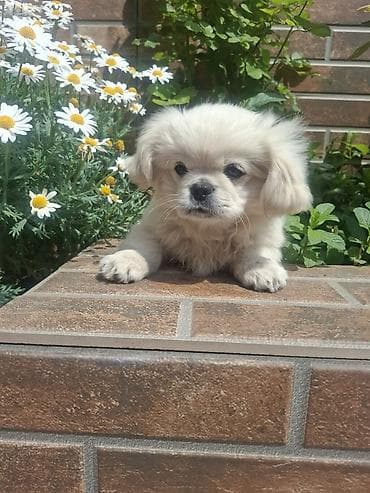 balaca ev itleri: Pekines, 3 ay, Erkek, Peyvəndli, Pulsuz çatdırılma — 5