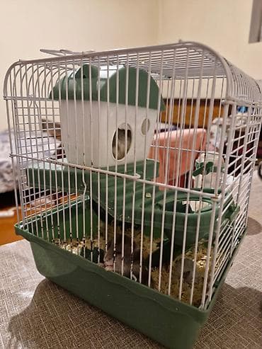 xamyak: 2 dene Xamyak(dağ siçanı) satılır qefes ilə birlikdə! — 2