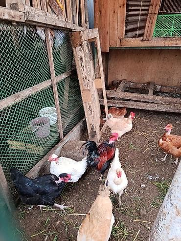 ev toyuqları: Toyuq, Yumurtalıq, Ünvandan götürmə — 9