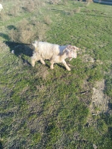 Гуси: Məhsul: Təkə (2 baş)
balaca erkekdi 135 AZN böyükde erkekdi 320 azn — 1