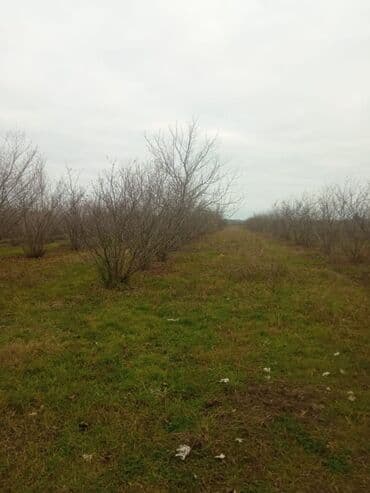 Kənd təsərrüfatı