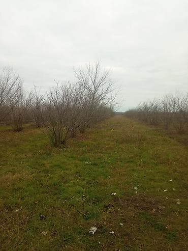 torpaq suraxani: Kənd təsərrüfatı — 1