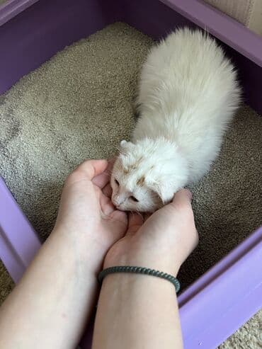 sibir pişiyi: Şotland, Dişi, Yaxşı əllərə, Ünvandan götürmə — 3