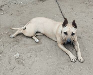 kreditle it satisi: Pitbul, Dişi, Sənədli — 4