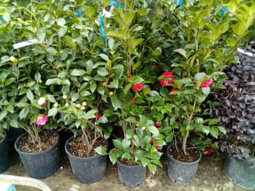 Çöl bitkiləri: Şitillər — 4