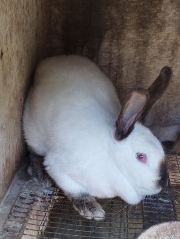 Inəklər, öküzlər: Nzk . kaliforniya. nimes piosder. rekis xəz-dəri cinc — 4