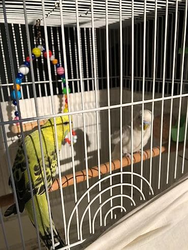 tap. az itler: Məhsul: Dalmatian papuqayları (2 ədəd) böyük quşlardır 11 aylıq ikisi — 1