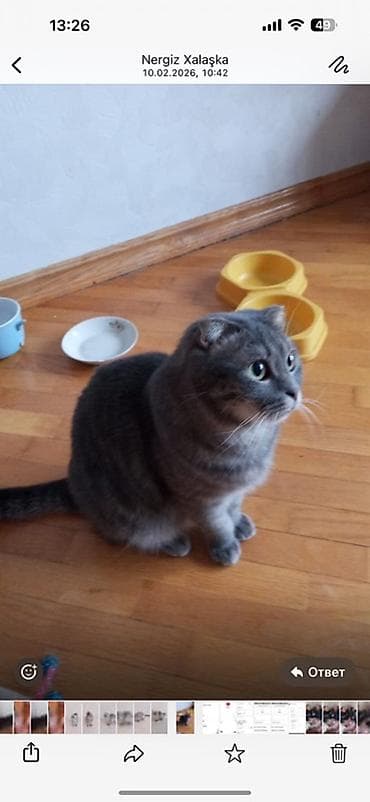 british: Britan, Pulsuz çatdırılma — 1