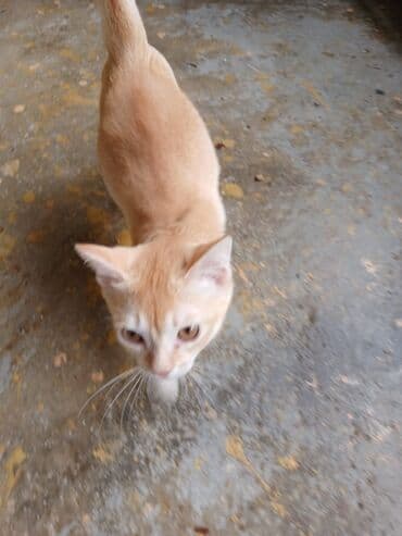 Yaxşı əllərə lalafo.az -da Yaxşı əllərə