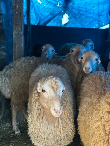 quzu satan: Qoyun sürüsü – ət və yun istiqaməti - Şəkillərdə müxtəlif yaşlarda — 2