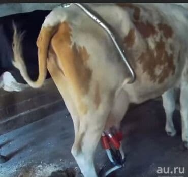 toyuq ucun qurd dermani: Heyvanların təkmə atmasinin qarşısını alır Yeni Türkiyə istehsalı — 2