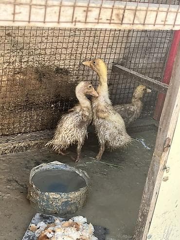 lal ordək balası satılır: Məhsul: Cücələrdən böyüməkdə olan ördəklər Təsvir: - Şəkillərdə — 3