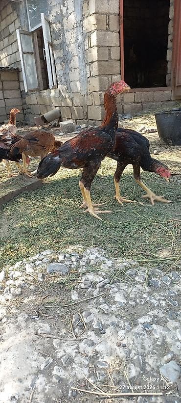 lider toyuqlari: Toyuq, Damazlıq — 10
