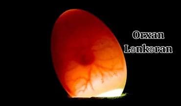 şirin it sekilleri: Salam, Təmiz Cins Amerikan sortu lal ördək balalarının və yumurta — 10