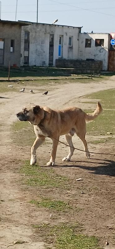 Balıqlar: Kanqal, 4 il, Erkek — 9