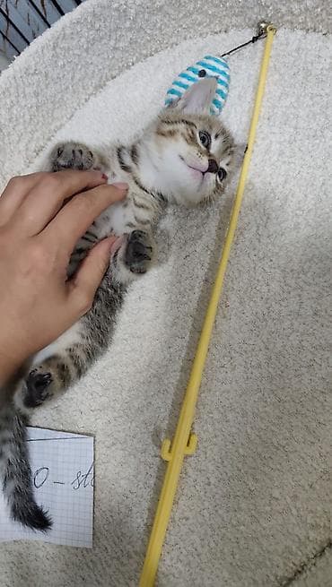 pişik cütleşdirmek: Tabbi — 3