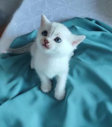 van pisik: Şinşilla, Erkək, Dişi, Yaxşı əllərə, Ünvandan götürmə, Pulsuz çatdırılma — 7