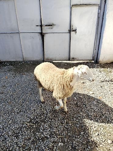 Другие животные: Təmiz qan tatalılar sortu toxumluq erkəy tam saqlam heyvandı — 4