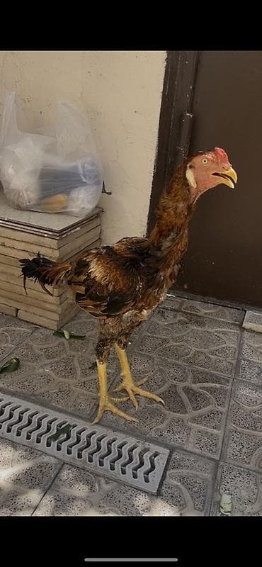 8aylıq təzə banlayır bugun 1ci banıdı təzə təzə uz almaqa baslayır lalafo.az -da 8aylıq təzə banlayır bugun 1ci banıdı təzə təzə uz almaqa baslayır