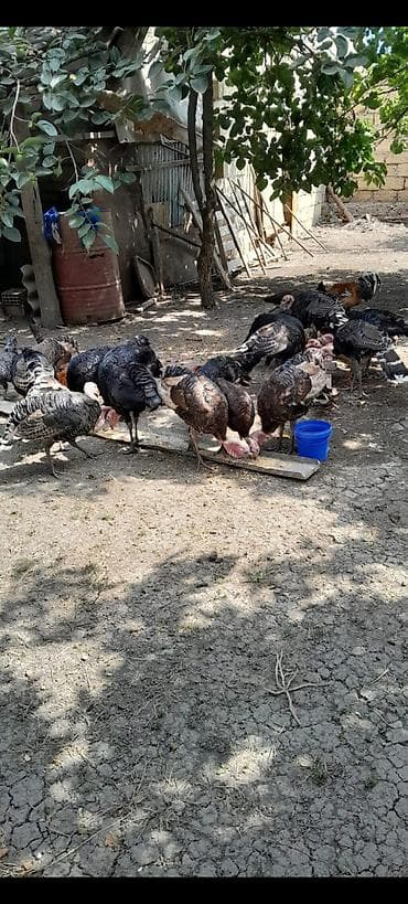 qus yuvasi: Məhsul: Hinduşka sürüsü, 1 ededi 40 azn — 1