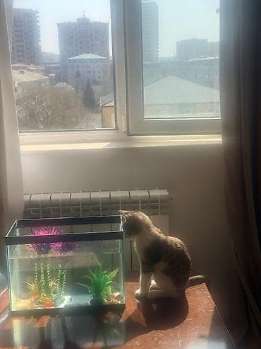 mustanq heyvan: Pisik balasi sahiblendirilir.Aktiv qum medeniyyeti var Təsvir: - Şüşə — 1