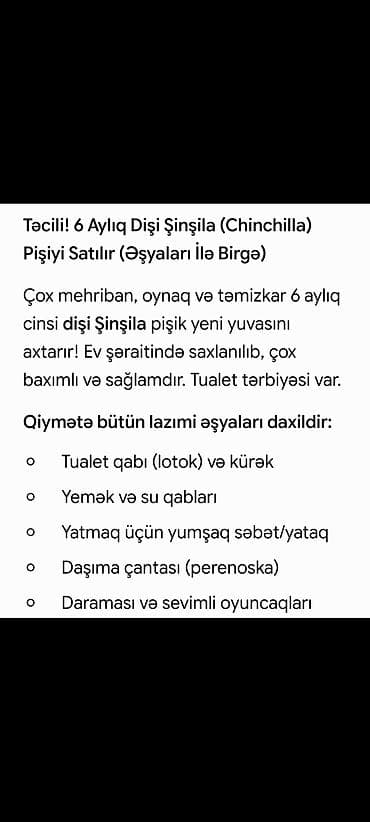 Pişiklər: Şinşilla, Dişi — 1