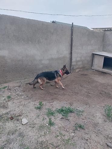 Akvariumlar: Alman çoban iti, Dişi — 2