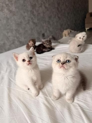 van pisik: Sevimli Scottish Fold və British tipli pişik balaları - Növlər — 2