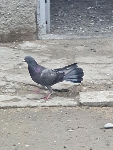 danışan quşlar: Hündür ayaq 19 tük erkək mor çil, 16 tük maya.Cüt deyillər, qiymət — 8