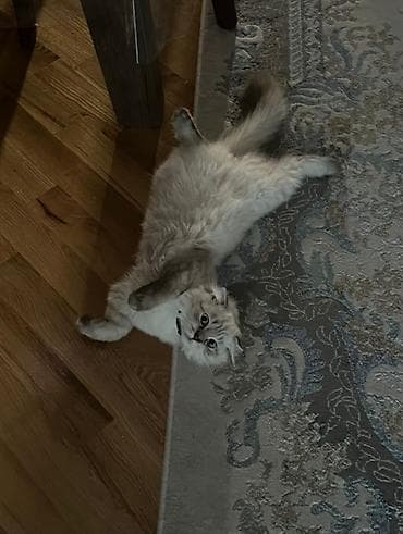 pisik yuvasi: Şotland — 1