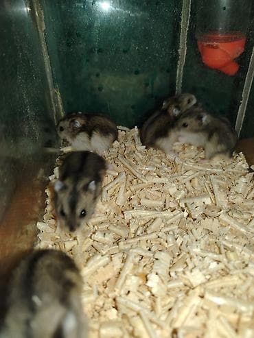 heyvan evi: Cırtdan cunqarikler – aktiv və mehriban ev heyvanları 24 günlük — 9