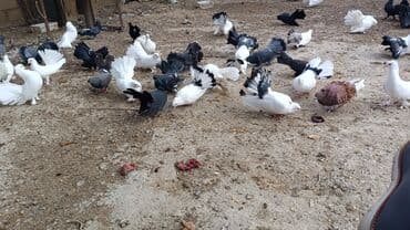 simmental inək satılır: Məhsul: müxtəlif növ ev göyərçinləri Təsvir: - Rənglər: ağ, qara — 10