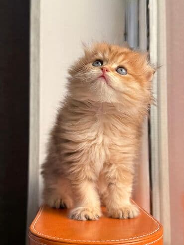 Balıqlar: Britan yastı qulaq, Erkək, Dişi, Yaxşı əllərə, Ünvandan götürmə, Pulsuz çatdırılma, Ödənişli çatdırılma — 17