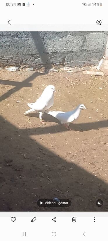 попугай ара цена: Salam Alokum 20 eded goyercindi kohne cinsderdi 11.12.13 tuklerdi — 3