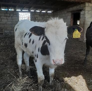 inek bala: Dişi, Holsteyn, il: 5, 500 kq, Damazlıq, Ünvandan götürmə, Pulsuz çatdırılma, Ödənişli çatdırılma — 2