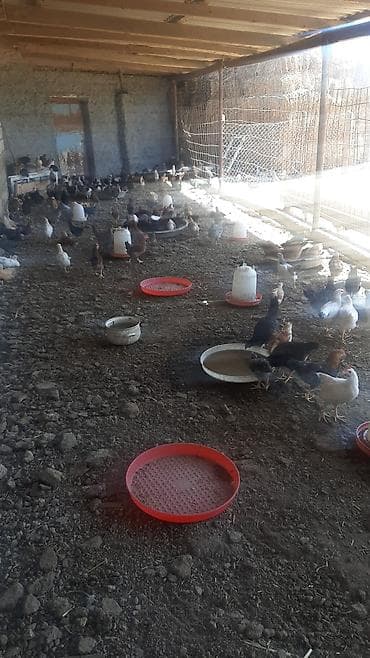 kirpi eti satışı: 60 70 gunluy saqlam ve gozel yeyimcil yem buqda yeyr artiq 400 eded — 4