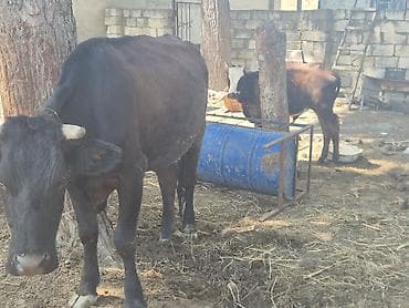 at satilir: Aşağı yeride olacağı tecili satılır — 2