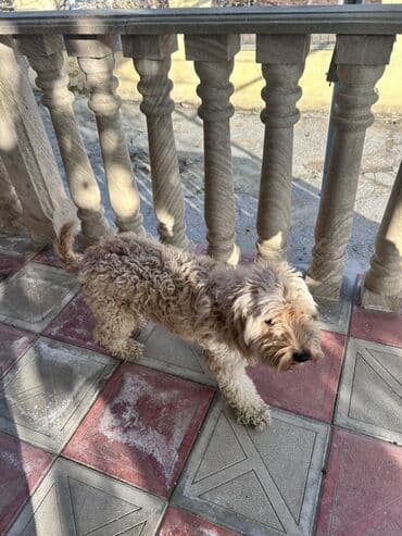 той пудель цена в баку: Пудель, 8 месяцев, Самец, С прививками, Самовывоз — 2