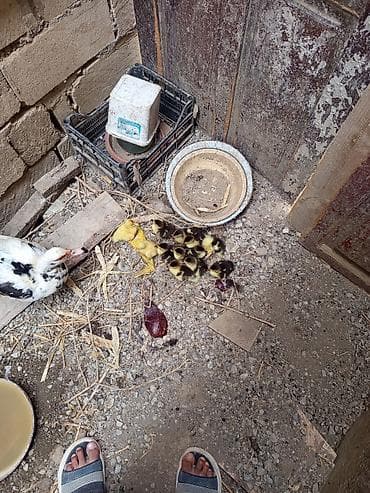 sadıq atlar: Salam. Lal ördək balaaları satılır tam sağlamdılar 12. dənədirlər — 3