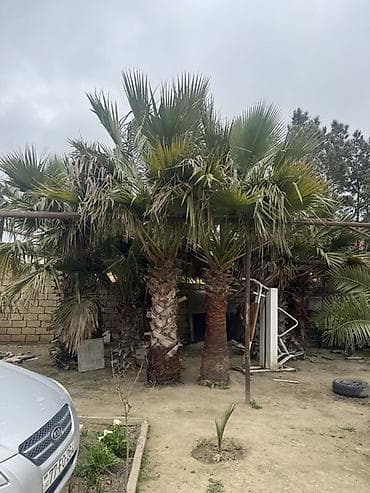 banan ağacı: 10 eded satılır hamsı fıkırı cıddı olan zeng etsın qıymetde razılaşma — 3