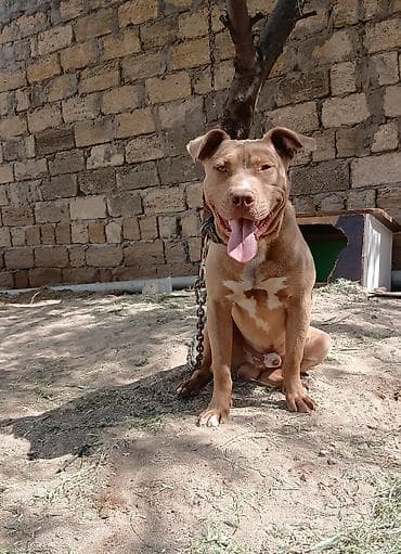 avçarka satışı: Pitbul, Erkek — 4