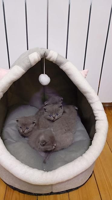 boz pişik: Britan, Erkək, Dişi, Yaxşı əllərə, Ünvandan götürmə, Pulsuz çatdırılma, Ödənişli çatdırılma — 1