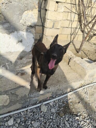 heyvan sahiblənmək: Malinosdu adamcil deyil ba bilmirem deye satilir oynamaqi xosdayir — 6