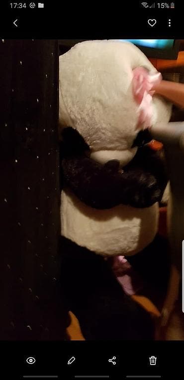 panda kukla: Boyuk panda. hundurluyu 1.50. eni 80. tesedir. Magazalarda giymeti — 2