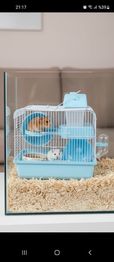 клетки для хомяков в баку: Hamster/qvineya donuzu üçün qəfəs - Rəng: açıq mavi altlıq və — 1