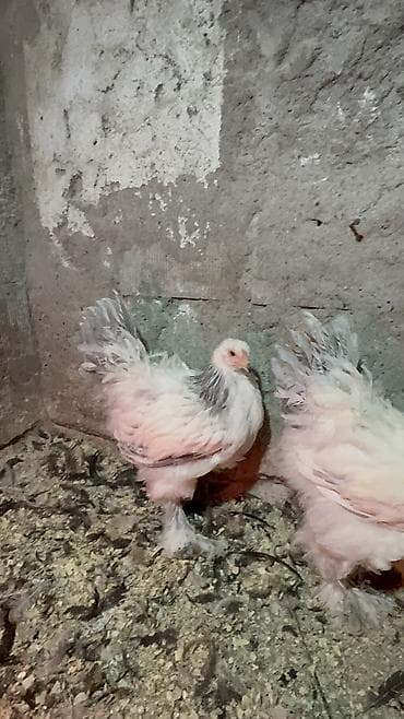Digər heyvanlar: 3ədəd dekabrın 21i çıxmış Kalumbian brahma beçələri satılır.İri və — 3