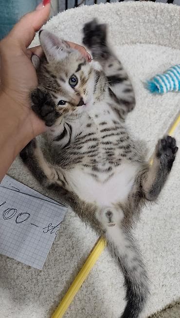 pişik cütleşdirmek: Tabbi — 2