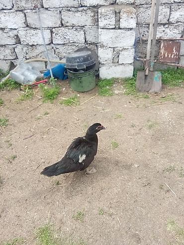 ördek balasi: Üç dene ordey satılır kirasnadara üç bir yerde 75 manat sonu 70 - — 1