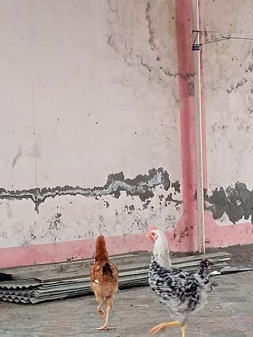 toyug xoruz: Məhsul: Ev toyuqları (2 ədəd) — 2