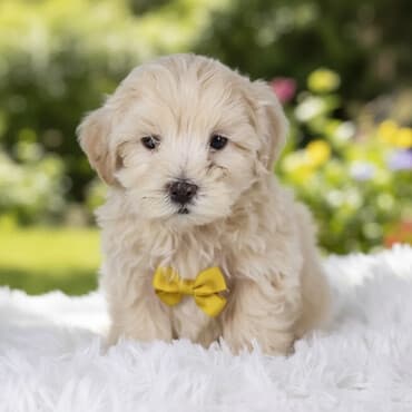 coban iti balası: Malta bolonka, 2 ay — 2